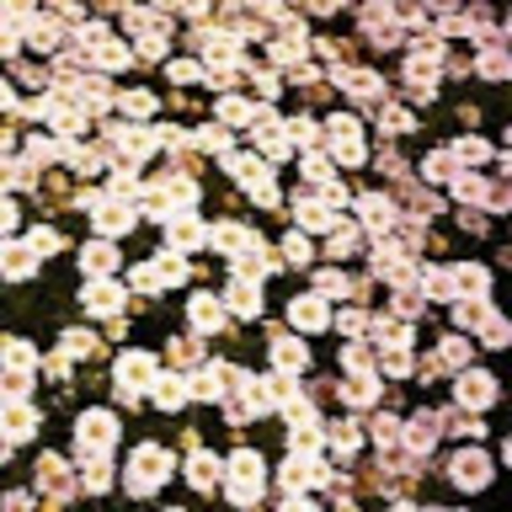 Meet your Posher, Isabel